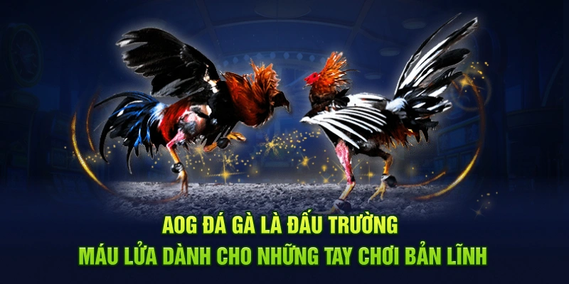 AOG Đá gà là đấu trường máu lửa dành cho những tay chơi bản lĩnh