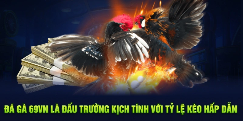 Đá gà 69VN là đấu trường kịch tính với tỷ lệ kèo hấp dẫn